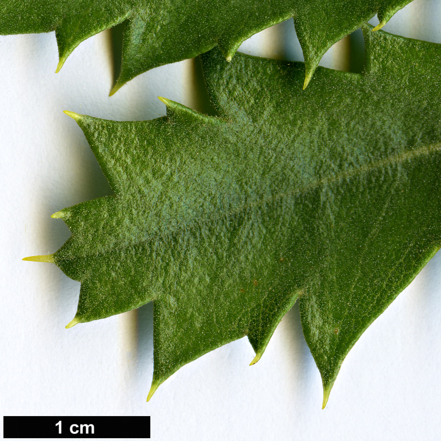 High resolution image: Family: Proteaceae - Genus: Dryandra - Taxon: quercifolia